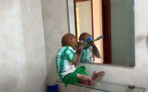 Meet Monkey BiBi: The Clever and Adorable Primate Influencer