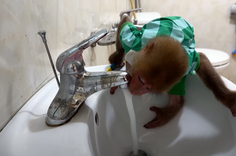 Meet Monkey BiBi: The Clever and Adorable Primate Influencer