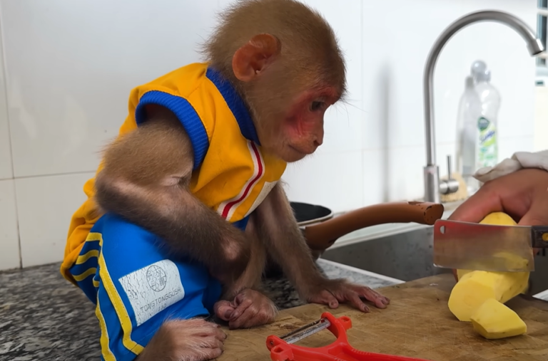 Meet Monkey BiBi: The Clever and Adorable Primate Influencer